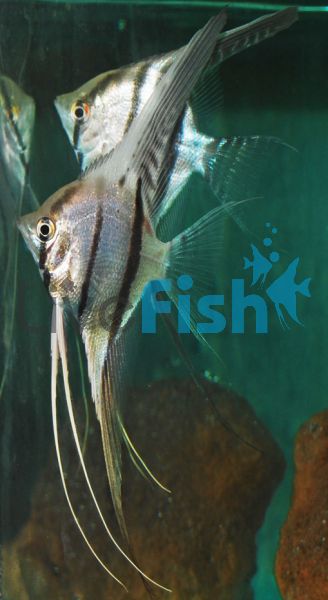 Altum Angel Fish 7cm F1