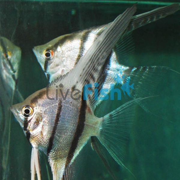 Altum Angelfish 4cm