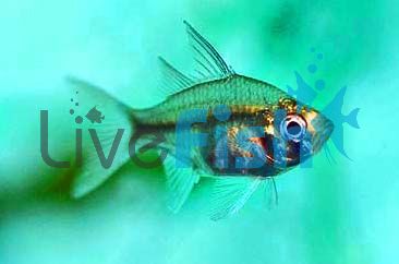 Olive Glass Fish 3.5cm