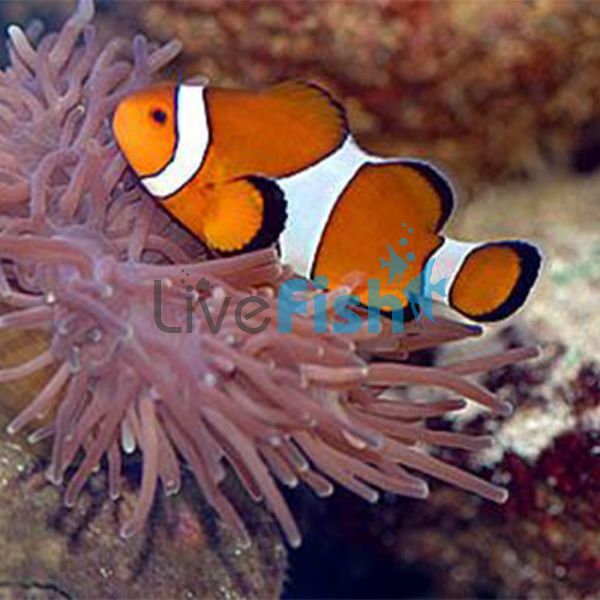 2x Orange and White Clownfish 3.5cm 