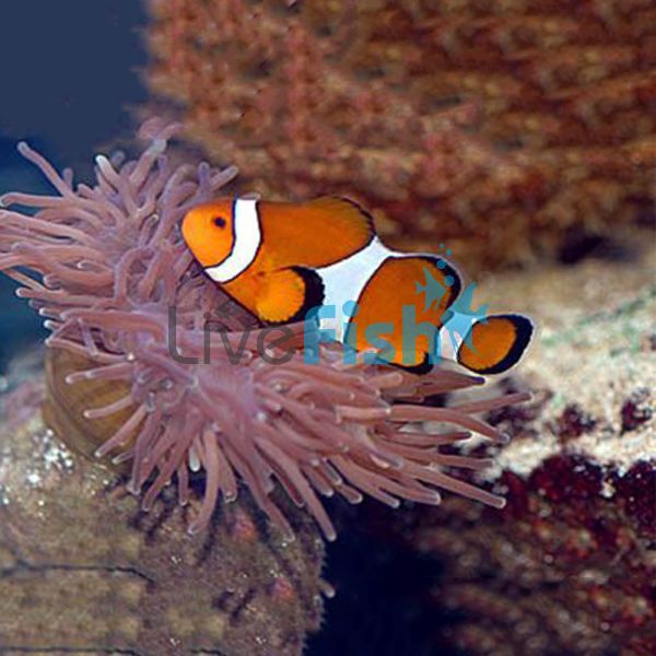 6x Orange and White Clownfish 3cm 
