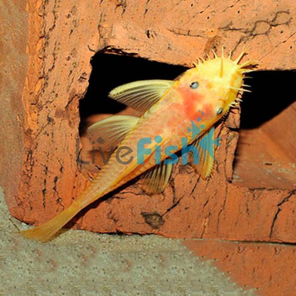 Albino Bristlenose Catfish 8cm