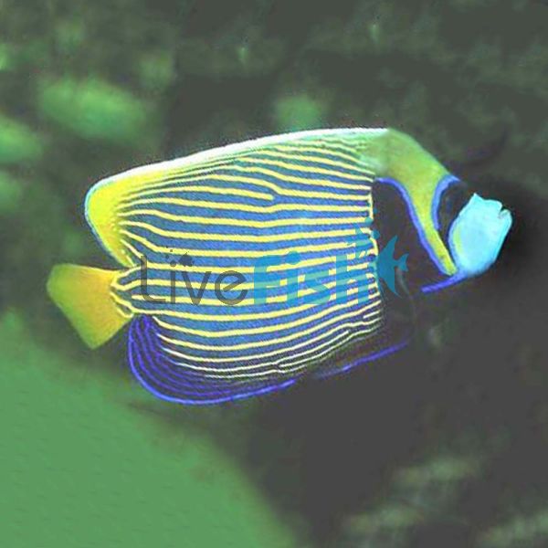 Emperor Angelfish - Medium Adult 