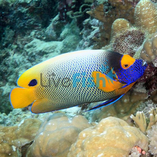 Angelfish Blue Face Adult - Large