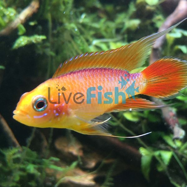 Fire Gold Agassizii 3.5cm