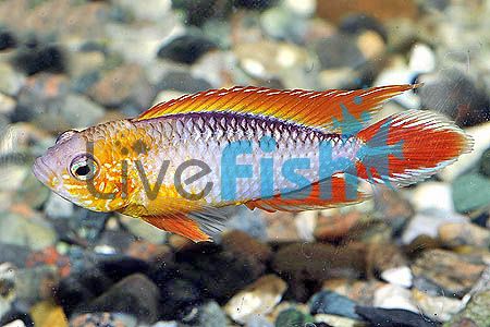 Apistogramma Agassizii Fire Gold Red 3cm Pair