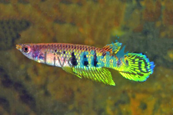 Rainbow Panchax Aplocheilus Dayi 3.5cm