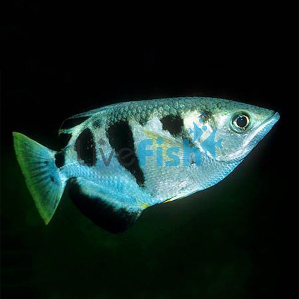 Archer Fish - Brackish 7cm