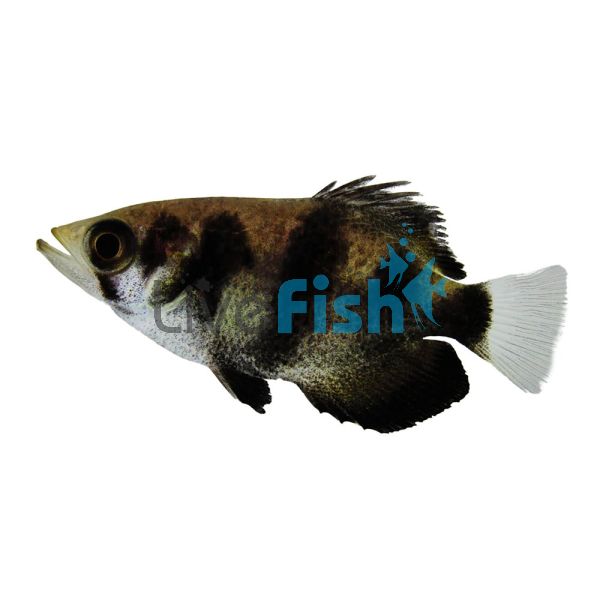 Archer Fish 12cm - Brackish