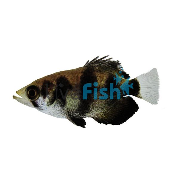 Archer Fish - Brackish 5cm
