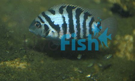 Convict Cichlid 5cm