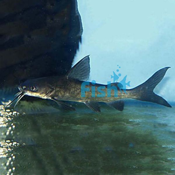 Salmon Tail Catfish 10cm