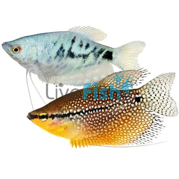 Assorted Gourami (Blue, Gold, Opal, Plat, Silver & Lace) 9cm
