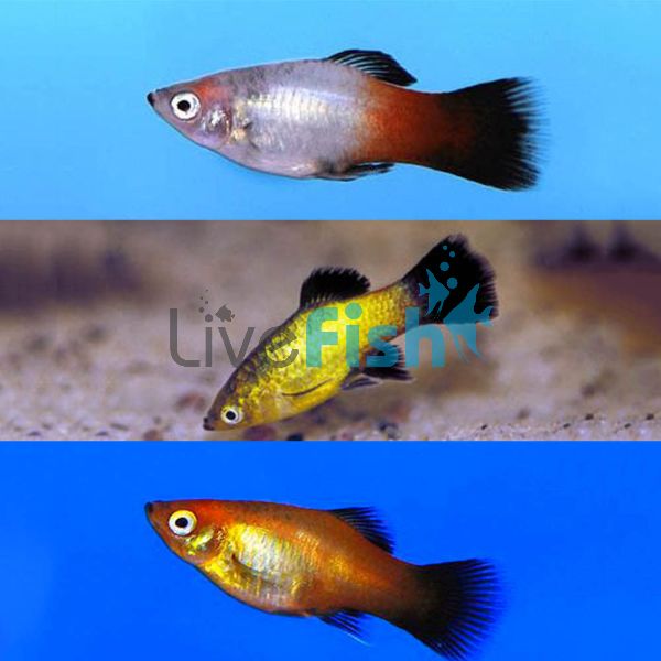 Assorted Wagtail Platy 4cm