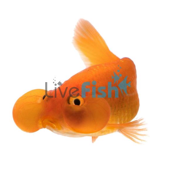 Assorted Bubble Eye Goldfish 9cm