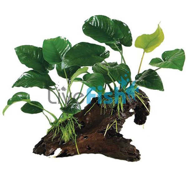 Assorted Anubias - Double Driftwood