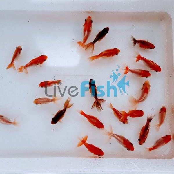 30 x Assorted Fantails 4-5cm (FREE SHIPPING)