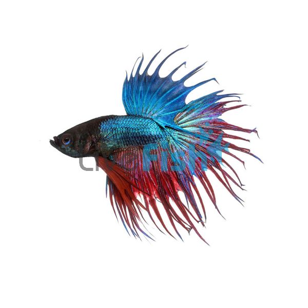 Assorted Crowntail Male Fighter 3.5cm