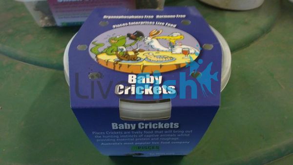 Crickets Baby 3-5mm 100 Per Tub