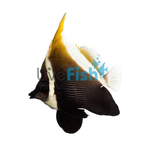 Horned Bannerfish - Medium