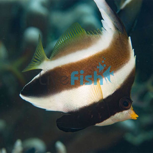 Bannerfish Pennant - Medium
