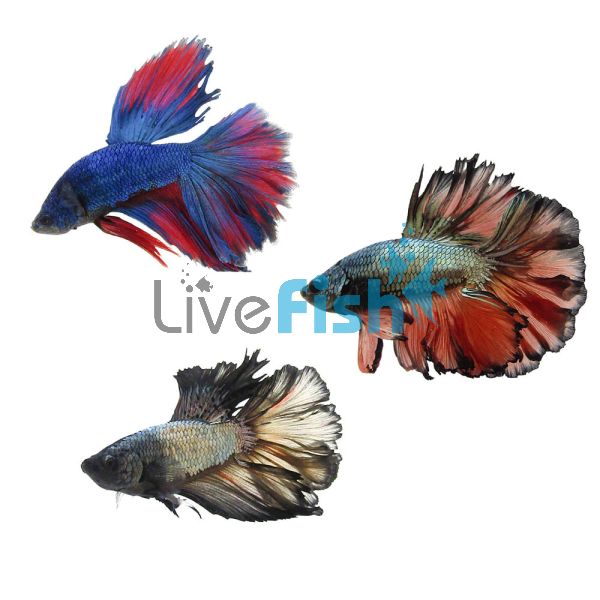 Assorted Male Select Halfmoon Rosetail 4cm