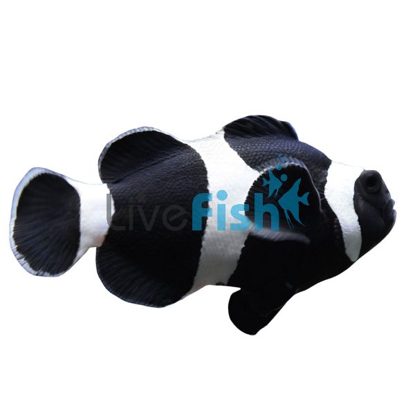 2x Black & White Clownfish 3cm
