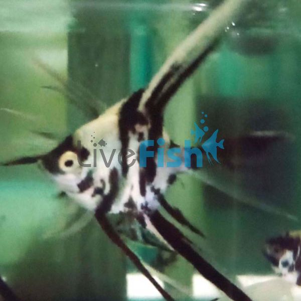V.T Black & White Angelfish 8cm