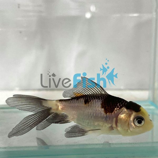 Black & White Oranda 7cm