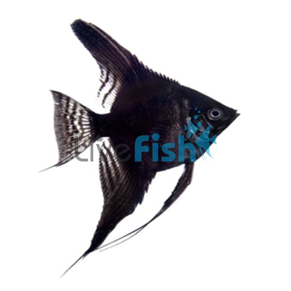 Black Angelfish 8cm 