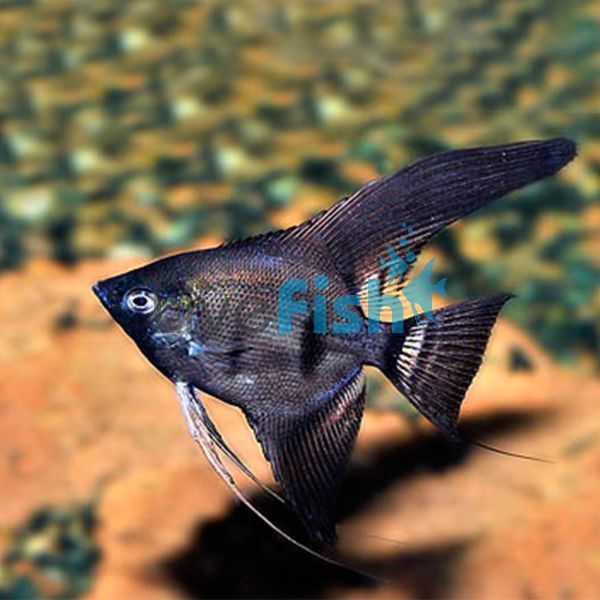 Black Bulgarian Angelfish 3.5cm