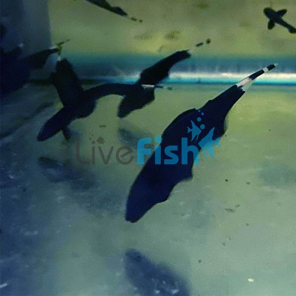 Double Fin Ghost Knife Fish 6cm