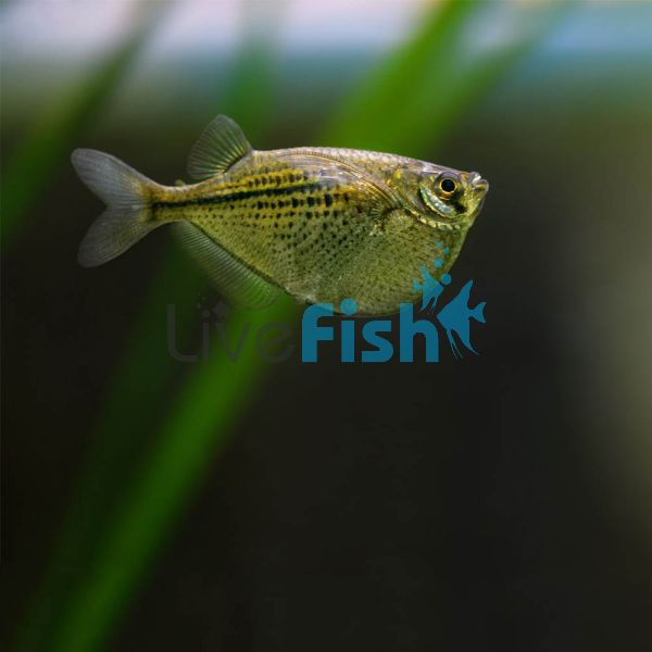 Black Line Silver Hatchet Fish 4cm