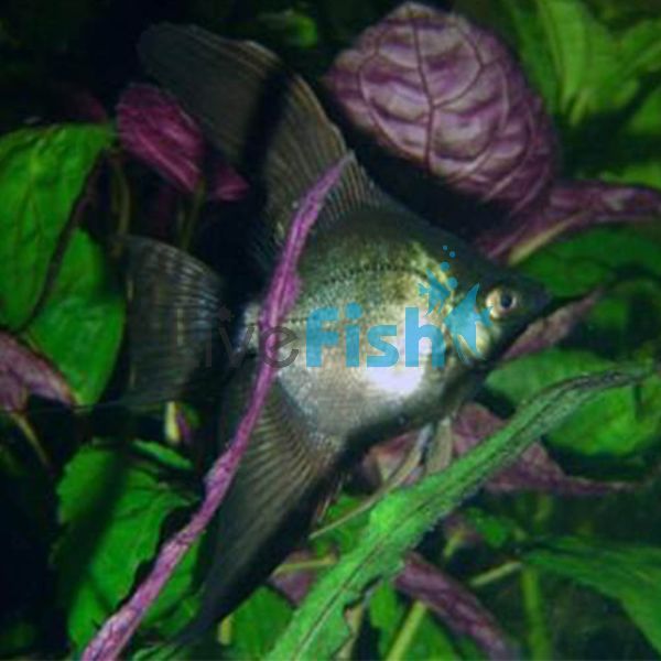 Black Angel Fish 6cm