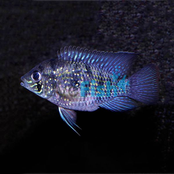 Blue Acara Cichlid 6cm