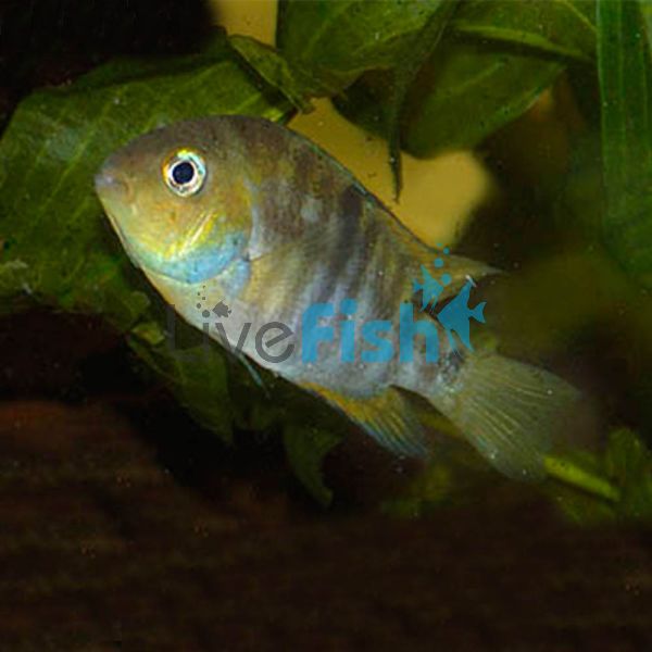 Blue-Eye Cichilasoma 3.5cm