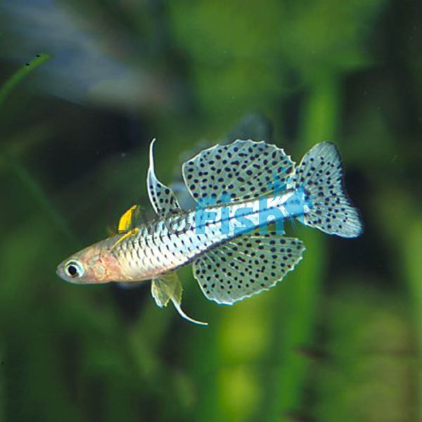 Spotted Blue Eye 2.5cm - Cadell River