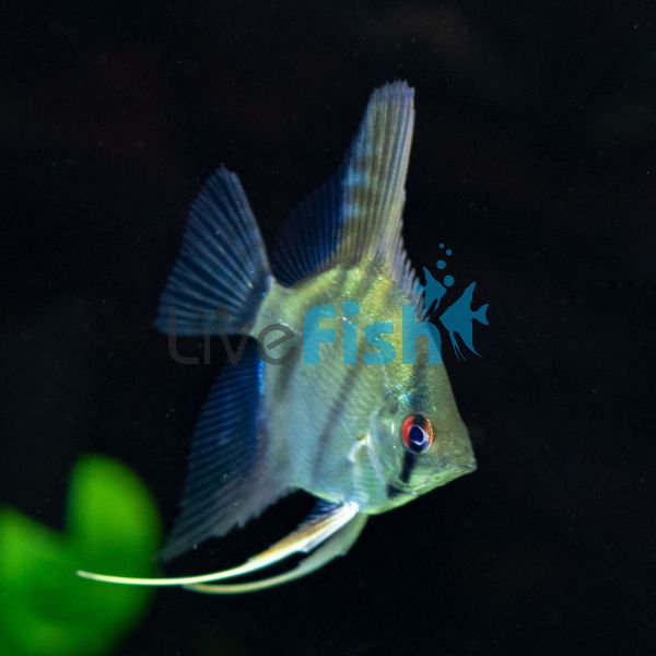 Blue Zebra Angelfish 3.5cm
