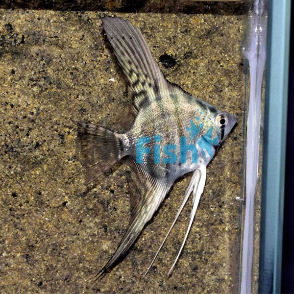 Blue Zebra Pinoy Angelfish 4.5cm