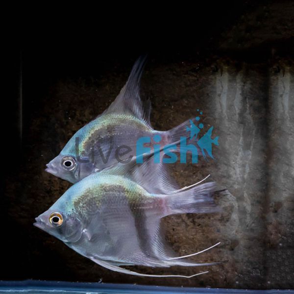Blue Angelfish 3.5cm