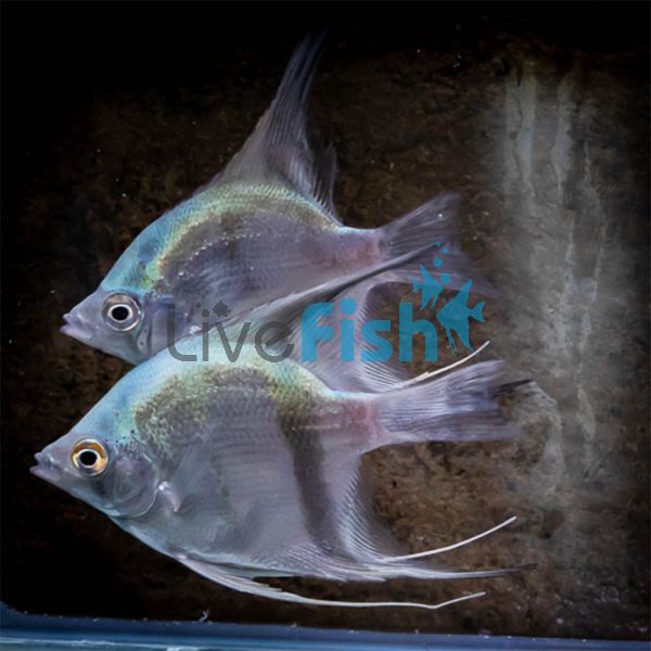 Blue Angelfish 4.5cm