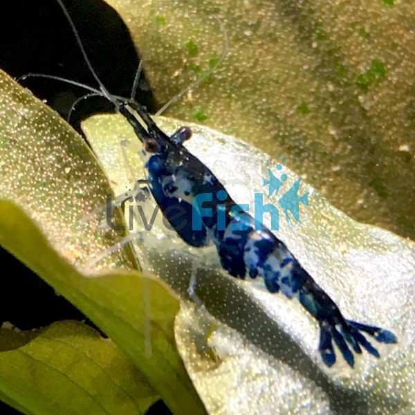 Blue / Black Rili Shrimp