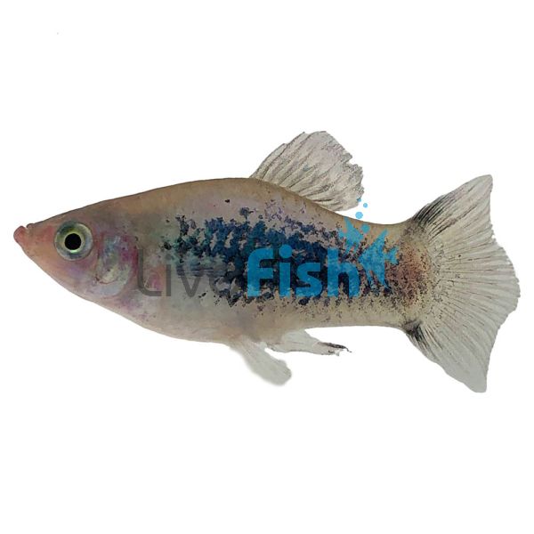 Neon Blue Tuxedo Platy 4cm 