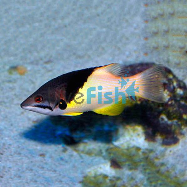 Coral Hogfish - Medium Adult