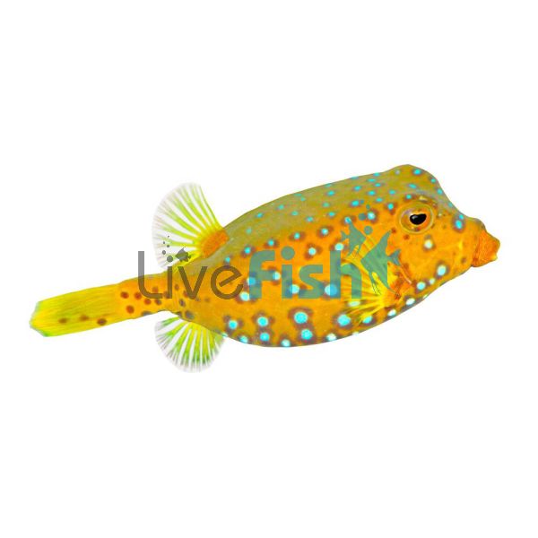 Boxfish Yellow