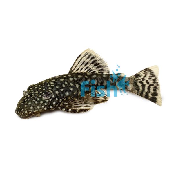 Bristlenose Catfish 4cm