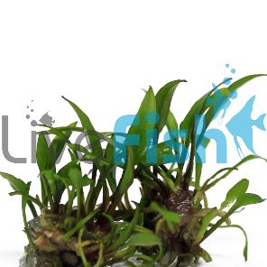 Cryptocoryne Wendtii Brown - Tissue Culture