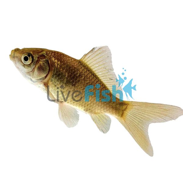 30 x Feeder Goldfish (4-5cm)
