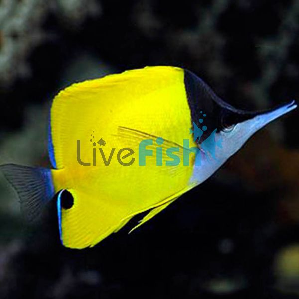 Yellow Longnose Butterflyfish - Large