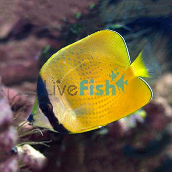 Klein's Butterflyfish - Medium